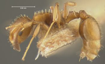 Media type: image; Entomology 22904   Aspect: habitus lateral view